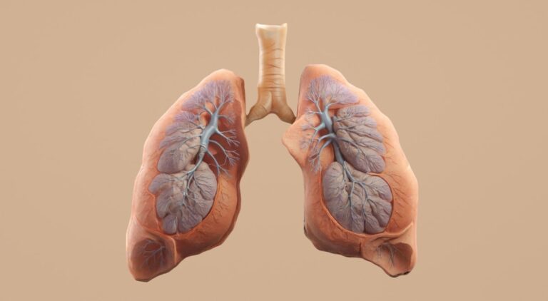 Anatomische 3D-Illustration der menschlichen Lunge mit Bronchialbaum, Symbolbild fuer die 4-7-8-Atemtechnik